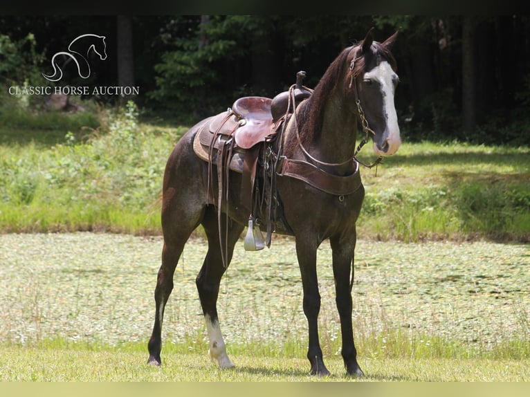 Tennessee walking horse Yegua 7 años 152 cm Negro in Whitley City