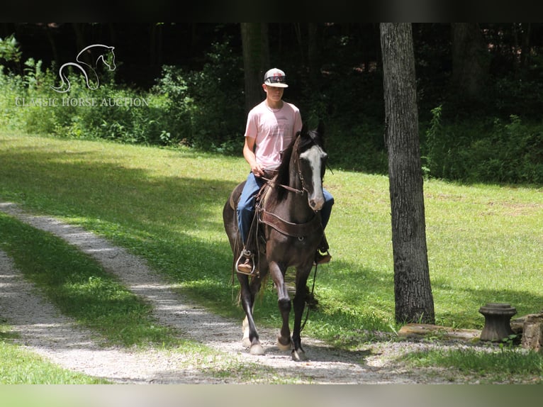 Tennessee walking horse Yegua 7 años 152 cm Negro in Whitley City