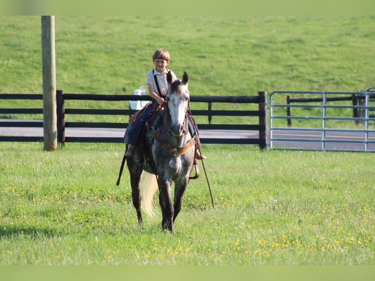 Tennessee walking horse Yegua 7 años 152 cm Tordo in Sonora, KY