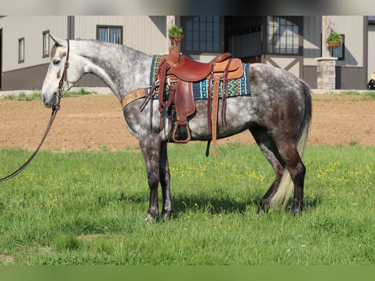 Tennessee walking horse Yegua 7 años 152 cm Tordo in Sonora, KY