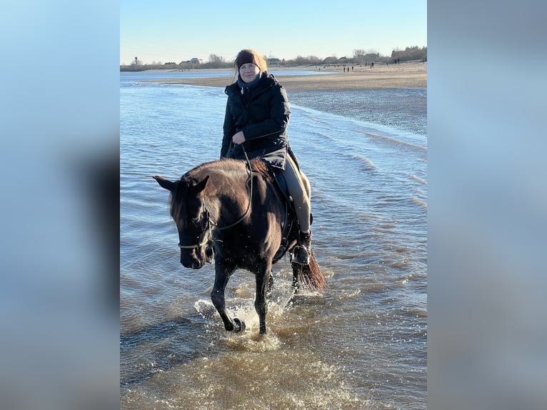 Tennessee walking horse Yegua 7 años 155 cm Negro in Engelschoff