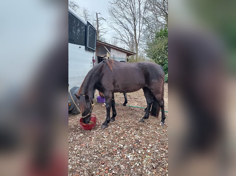 Tennessee walking horse Yegua 7 años 155 cm Negro in Engelschoff