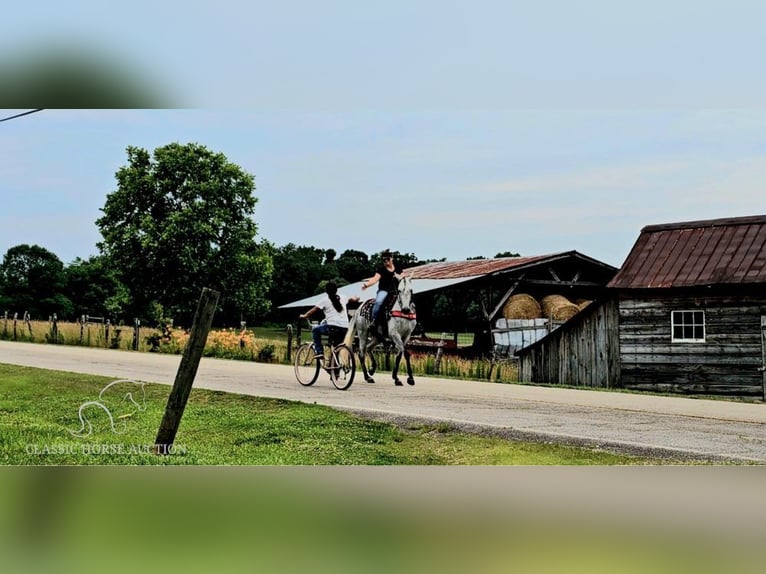 Tennessee walking horse Yegua 8 años 142 cm Tordo in Gillsville, ga