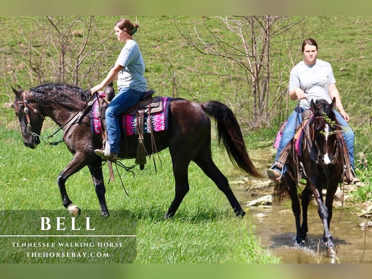 Tennessee walking horse Yegua 8 años 152 cm Negro in Tompkinsville, KY