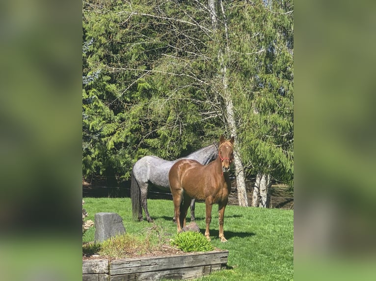 Tennessee walking horse Yegua 8 años 163 cm Alazán rojizo in Poulsbo, Wa