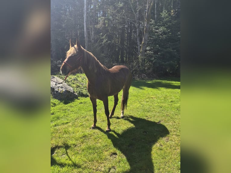 Tennessee walking horse Yegua 8 años 163 cm Alazán rojizo in Poulsbo, Wa