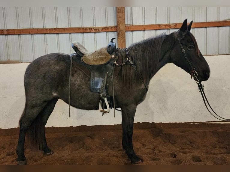 Tennessee walking horse Yegua 9 años 150 cm Ruano azulado in Pinckney MI