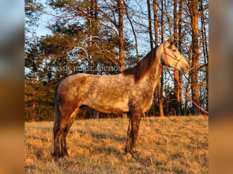 Tennessee walking horse Yegua 9 años 152 cm Castaño rojizo in Barbourville, KY