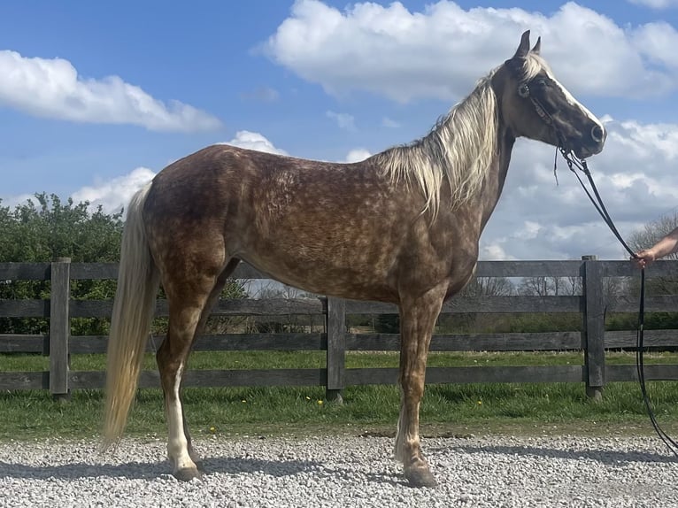 Tennessee walking horse Yegua 9 años 152 cm Tordo rodado in Bethel