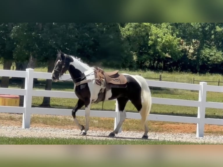 Tennessee walking horse Yegua 9 años 155 cm Tobiano-todas las-capas in Lewisburg