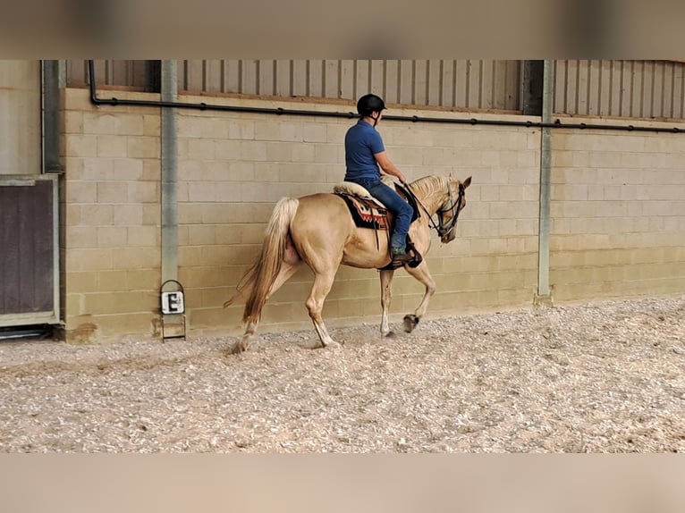 Tennessee walking horse Yegua 9 años 160 cm Champán in Sint Anthonis