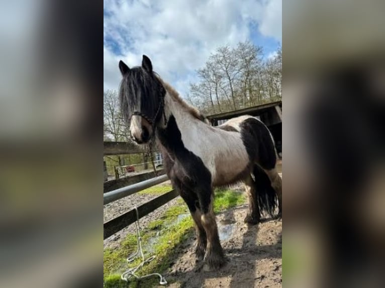 Tersk Mestizo Caballo castrado 11 años 160 cm Pío in Venlo