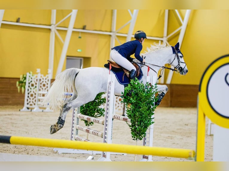 Tersk Mestizo Caballo castrado 11 años 170 cm Tordo in Курск