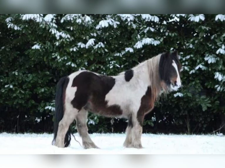 Tersk Mix Gelding 11 years 15,2 hh Pinto in Venlo