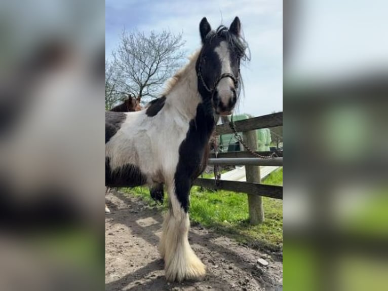 Tersk-häst Blandning Valack 11 år 160 cm Pinto in Venlo