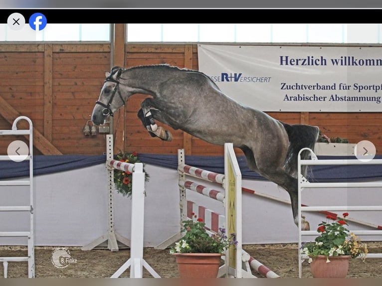 Tersk Jument 13 Ans 158 cm Gris in Kaiserslautern