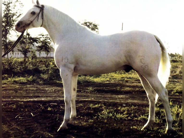 Tersk Jument 3 Ans 160 cm Gris in Enkenbach-Alsenborn