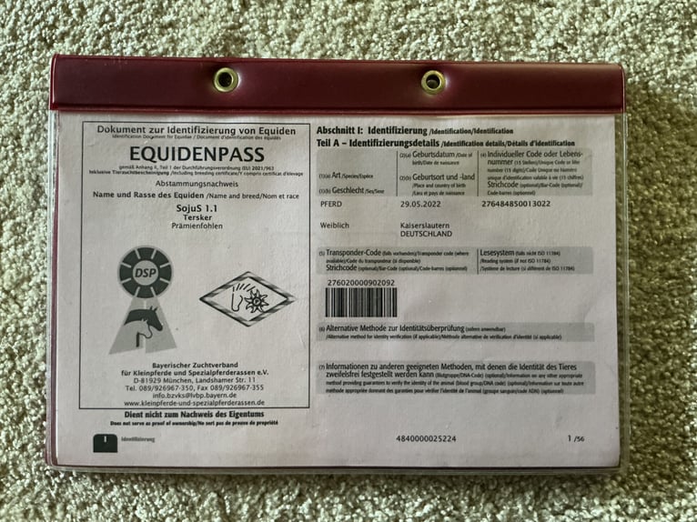 Tersk Jument 3 Ans 160 cm Pinto in Enkenbach-Alsenborn