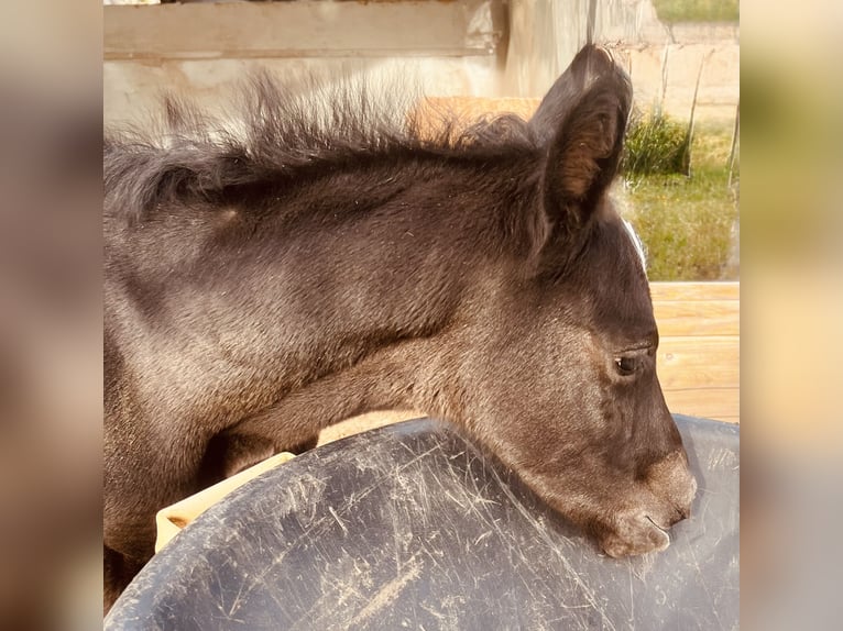 Tersk Mare 13 years 15.2 hh Grey in Kaiserslautern