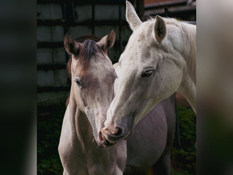 Tersk Mare 13 years 15.2 hh Grey in Kaiserslautern