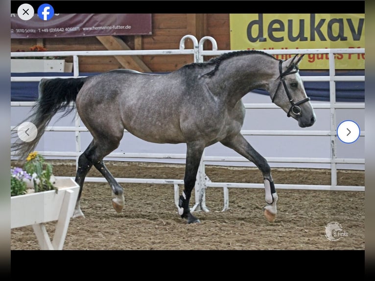 Tersk Mare 13 years 15.2 hh Grey in Kaiserslautern