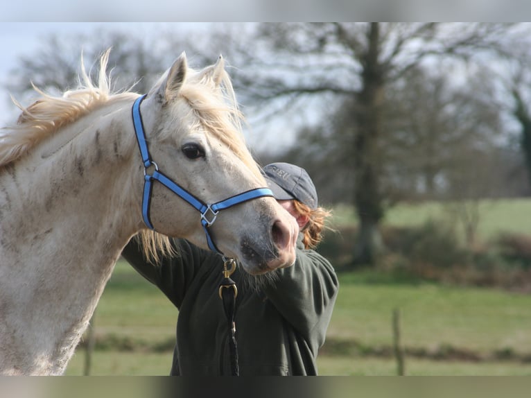 Tersk Mare 3 years 15,2 hh Grey in Enkenbach-Alsenborn