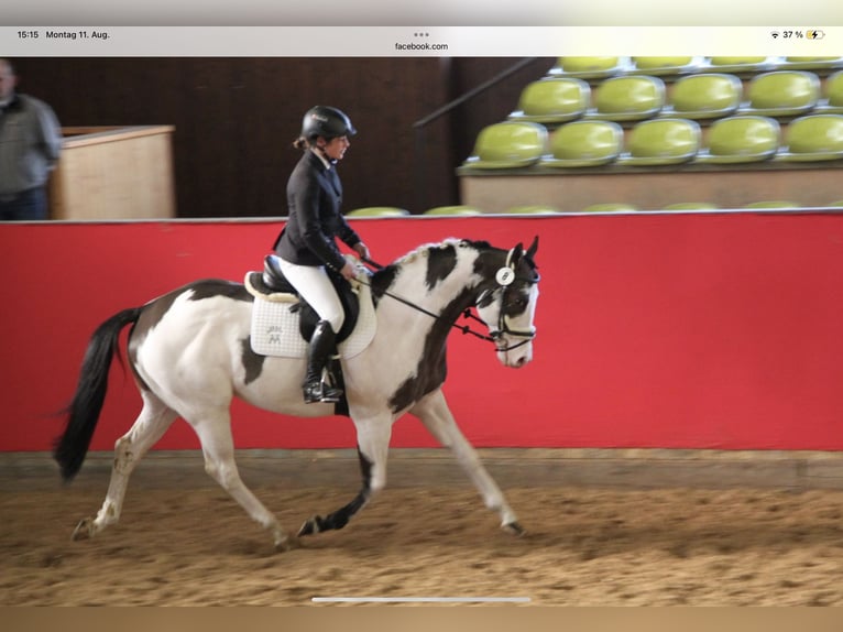 Tersk Mare 3 years 15,2 hh Grey in Enkenbach-Alsenborn