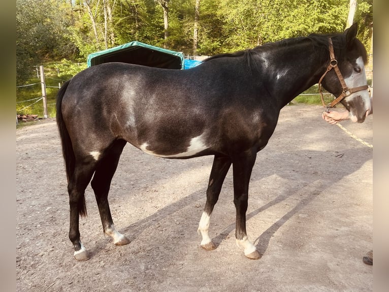 Tersk Mare 3 years 15,2 hh Pinto in Enkenbach-Alsenborn