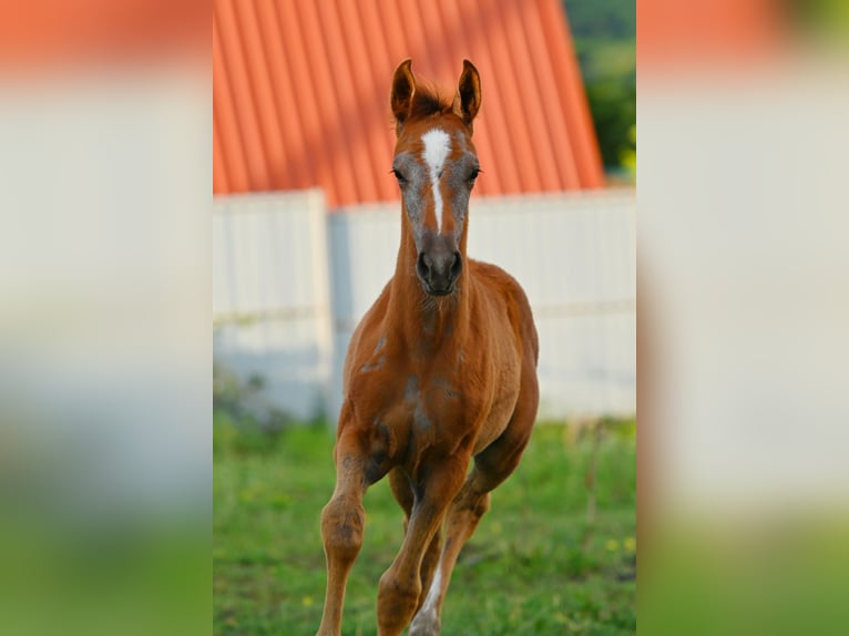 Tersk Mare  12,1 hh Gray in Georgia/ Kazbegi