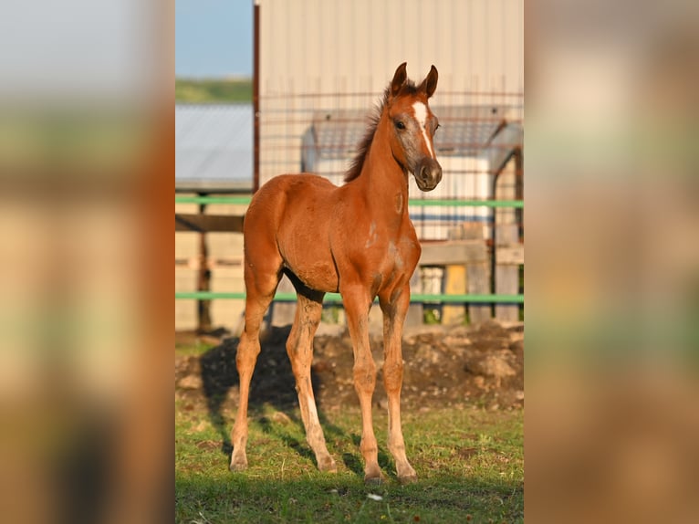 Tersk Mare Foal (05/2025) 12,1 hh Grey in Georgia/ Kazbegi