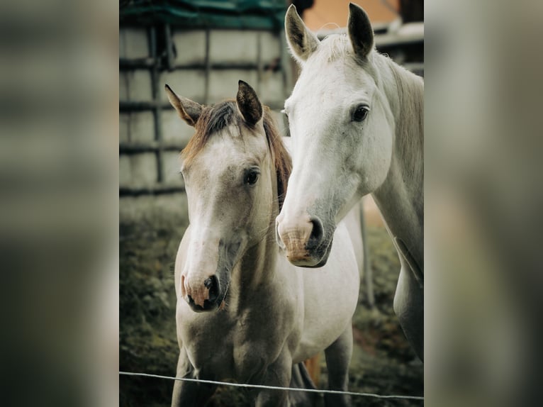 Tersk / Terek Giumenta 13 Anni 158 cm Grigio in Kaiserslautern