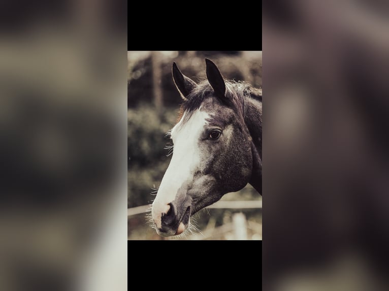 Tersk / Terek Giumenta 4 Anni 158 cm  in Enkenbach-Alsenborn