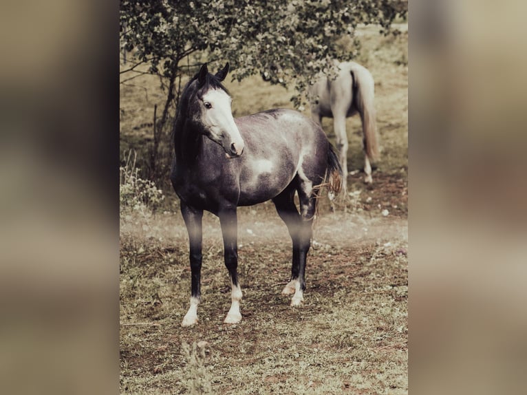 Tersk Yegua 4 años 158 cm  in Enkenbach-Alsenborn