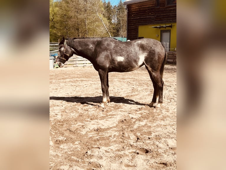Tersker Stute 4 Jahre 158 cm  in Enkenbach-Alsenborn