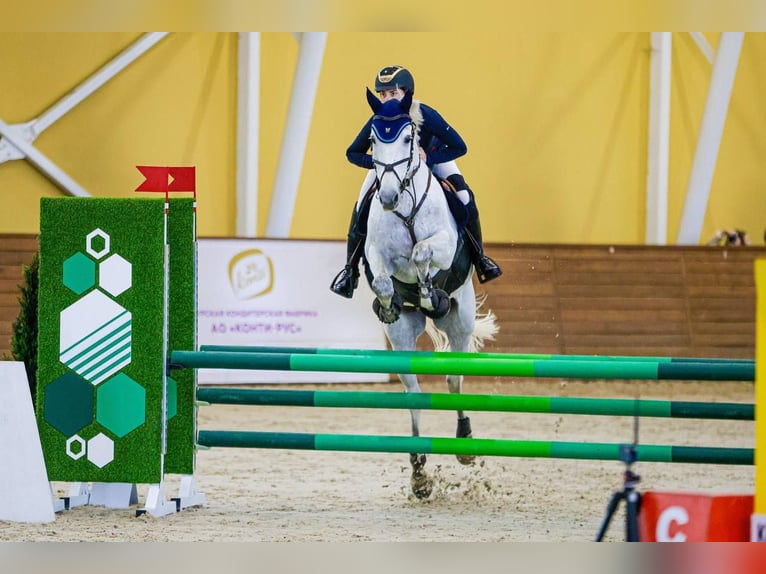 Tersker Mix Wallach 11 Jahre 170 cm Schimmel in Курск