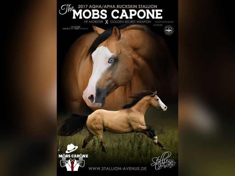 THE MOBS CAPONE American Quarter Horse Hengst Buckskin in Waldshut-Tiengen