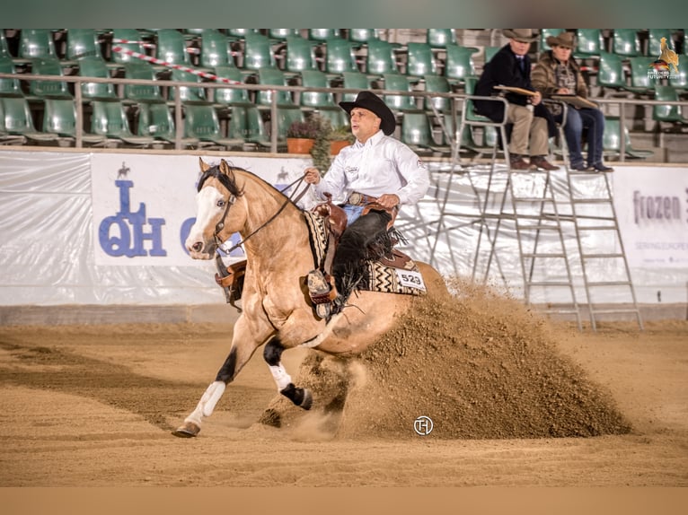 THE MOBS CAPONE American Quarter Horse Hengst Buckskin in Waldshut-Tiengen