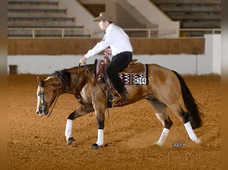 THE MOBS CAPONE American Quarter Horse Ogier Jelenia in Waldshut-Tiengen