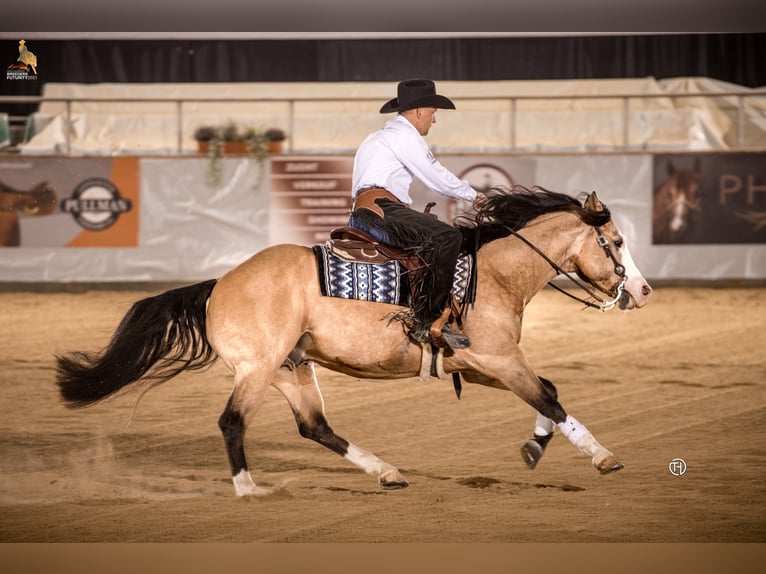 THE MOBS CAPONE American Quarter Horse Ogier Jelenia in Waldshut-Tiengen