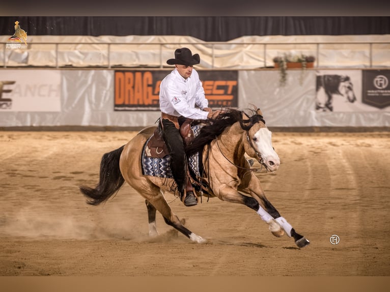 THE MOBS CAPONE American Quarter Horse Ogier Jelenia in Waldshut-Tiengen