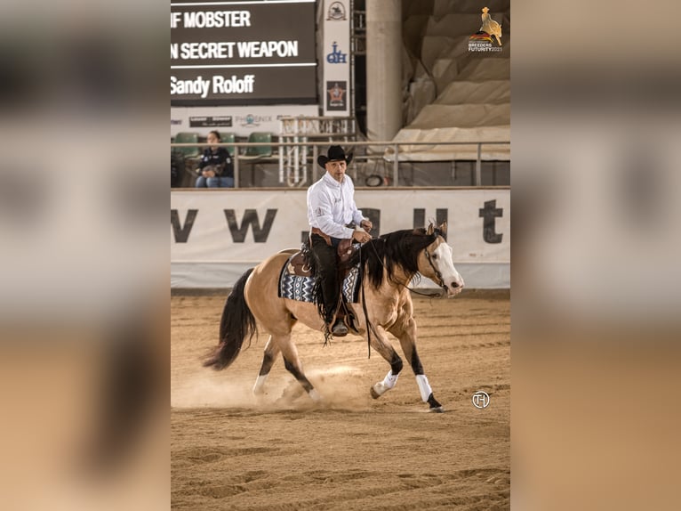 THE MOBS CAPONE American Quarter Horse Stallion Buckskin in Waldshut-Tiengen