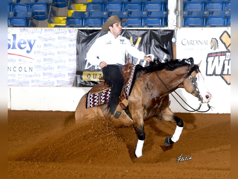 THE MOBS CAPONE American Quarter Horse Stallion Buckskin in Waldshut-Tiengen