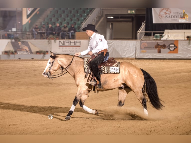 THE MOBS CAPONE American Quarter Horse Stallone Pelle di daino in Waldshut-Tiengen
