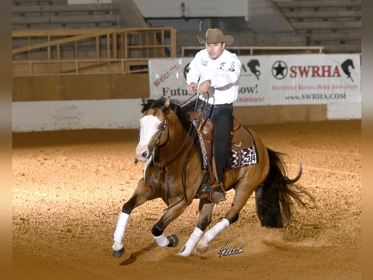 THE MOBS CAPONE American Quarter Horse Stallone Pelle di daino in Waldshut-Tiengen