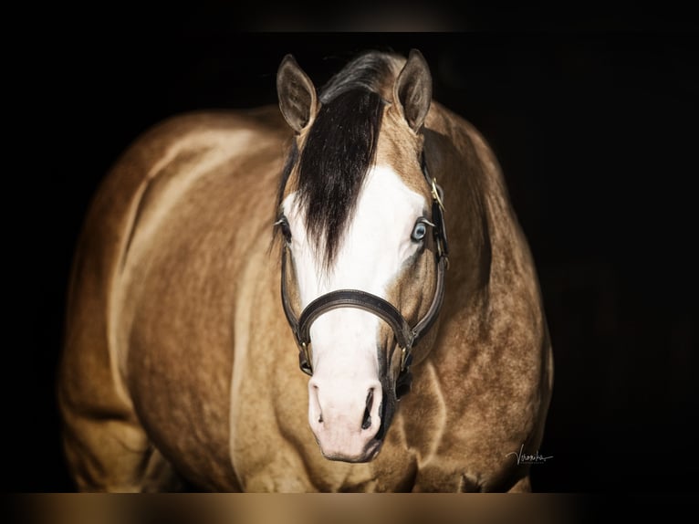 THE MOBS CAPONE Caballo cuarto de milla Semental Buckskin/Bayo in Waldshut-Tiengen