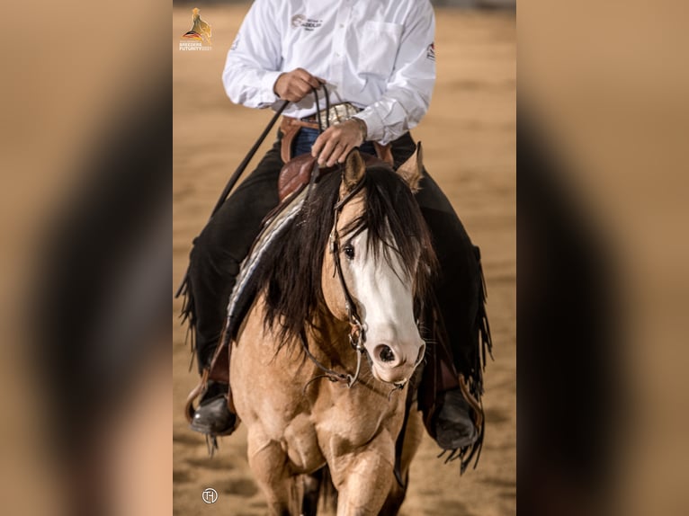 THE MOBS CAPONE Quarter horse américain Étalon Buckskin in Waldshut-Tiengen