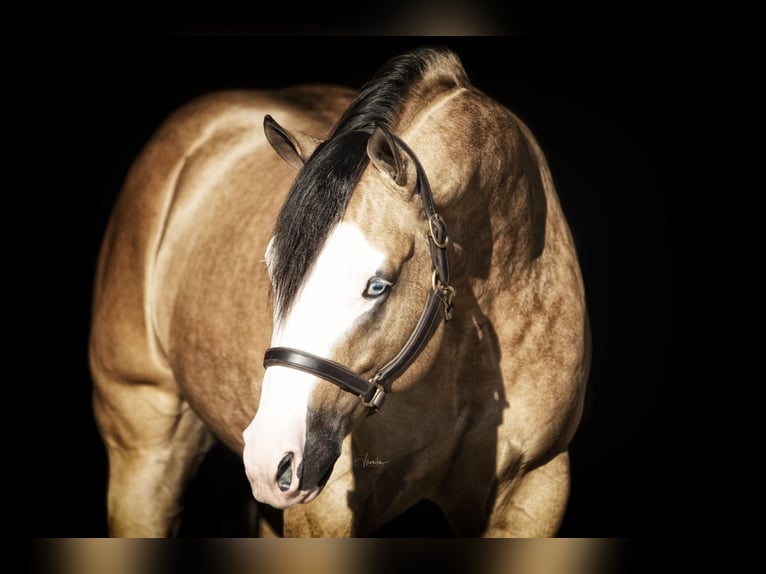 THE MOBS CAPONE Quarter horse américain Étalon Buckskin in Waldshut-Tiengen