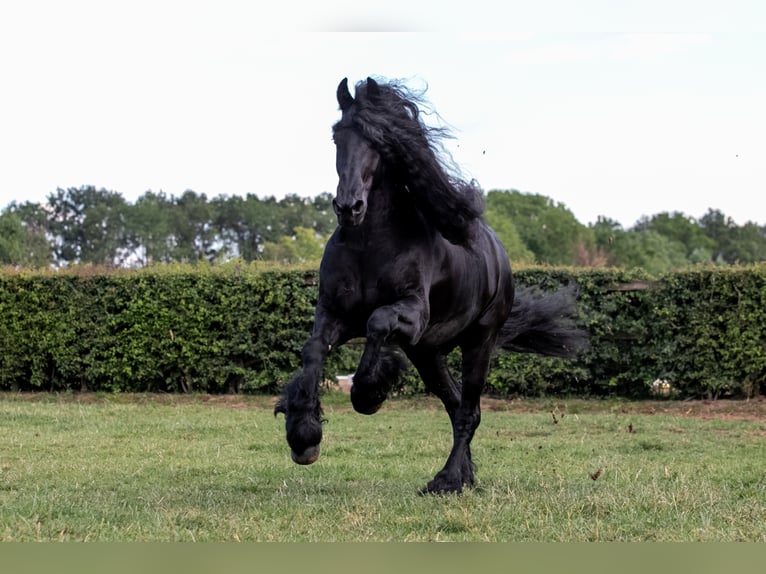 THOMAS G.T. Fries paard Hengst Zwart in Geldern