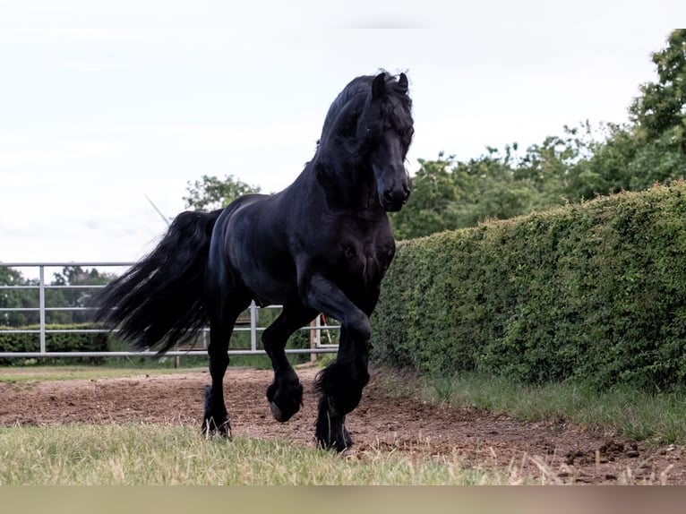 THOMAS G.T. Fries paard Hengst Zwart in Geldern