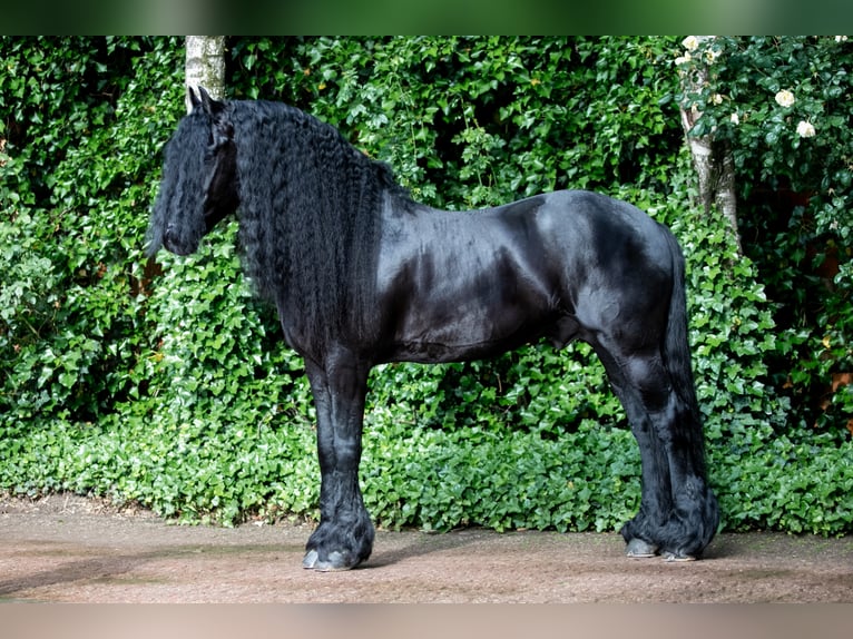 THOMAS G.T. Fries paard Hengst Zwart in Geldern